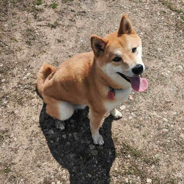 瞭解完柴犬的優缺點，你還有飼養的衝動嗎？