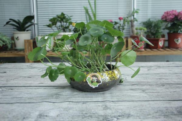 盆栽太累想水培，這4種植物，插水裡好養活