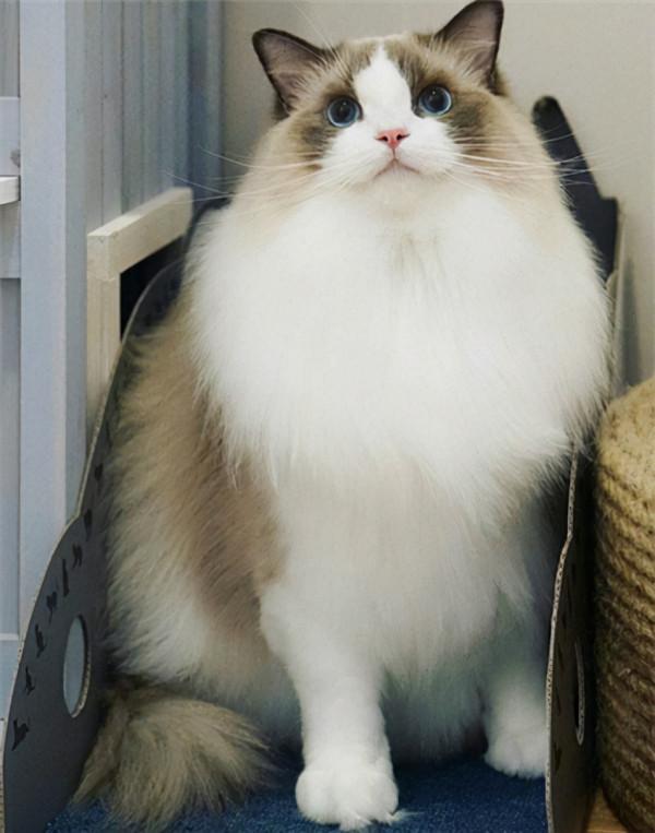 網評“最不臭”的幾種貓,很久不洗澡,身上都帶香氣 網評“最不臭”的幾種貓,很久不洗澡,身上都帶香氣