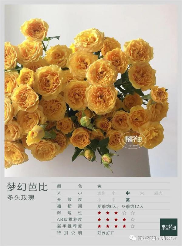 夢幻芭比多頭玫瑰 · 快樂的漣漪 夢幻芭比多頭玫瑰 · 快樂的漣漪