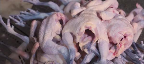 福建大排檔賣柴火雞6年,日賣300只,人均30元,位置全靠搶 福建大排檔賣柴火雞6年,日賣300只,人均30元,位置全靠搶