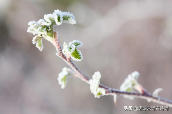 何處得秋霜 何處得秋霜