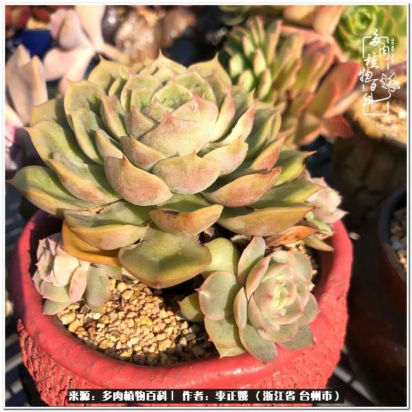 我的多肉，我的小世界
