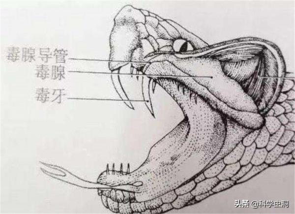 大連蛇島瘋狂“內卷”,一平方公里2萬多條蛇,島上的蛇越來越毒 大連蛇島瘋狂“內卷”,一平方公里2萬多條蛇,島上的蛇越來越毒