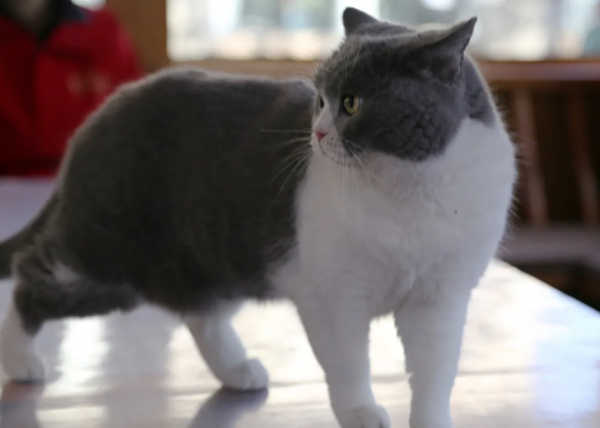 朵公主的可愛暴擊，你準備好了嗎