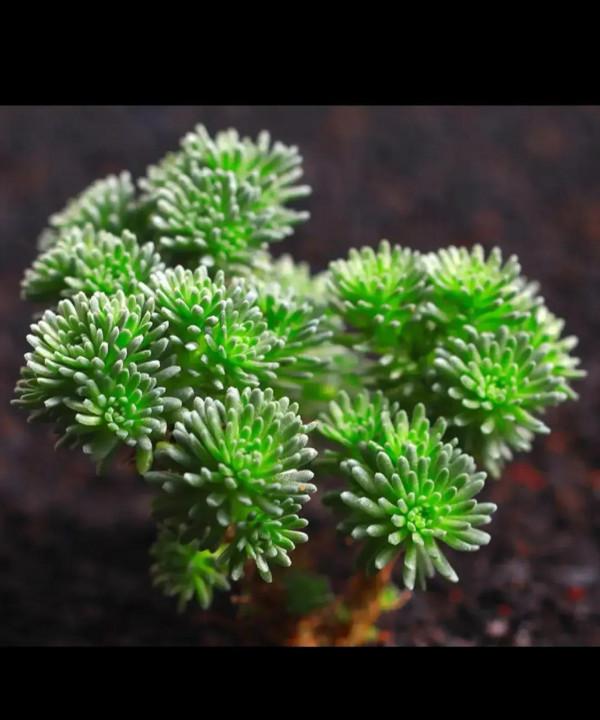 分享圖片，可愛的多肉們，收藏了