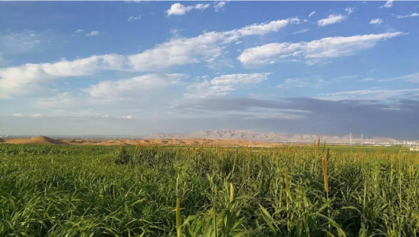 中國發明“神奇膠水”,能讓沙漠變成良田是真是假? 中國發明“神奇膠水”,能讓沙漠變成良田是真是假?