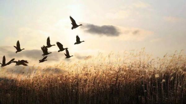 秋天裡最美的詩詞，10首以秋為題的詩詞，能猜到哪些詩詞進榜嗎？