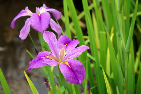 大多數花澆多水會死,而這10款花就喜歡泡水裡,天天澆水也不怕 大多數花澆多水會死,而這10款花就喜歡泡水裡,天天澆水也不怕