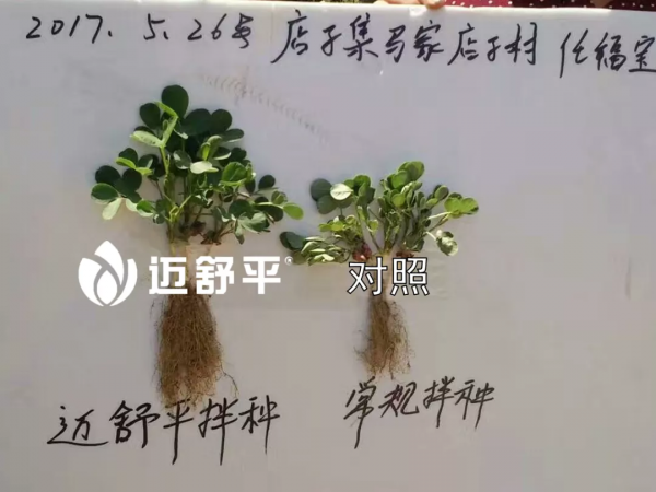 哪些地不能種花生，播種前該怎麼做？多虧專家提醒，太漲知識了