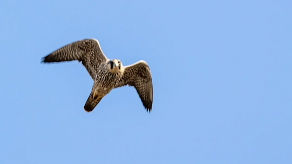山西鳥類圖鑑 &vert; &ZeroWidthSpace;燕隼（sǔn）