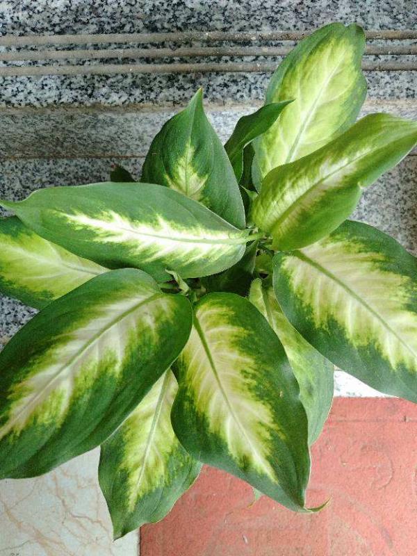 5種花葉子美得像油畫,擺在家裡像藝術品,但價格貴到難以接受 5種花葉子美得像油畫,擺在家裡像藝術品,但價格貴到難以接受