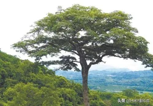 科學家稱：發現可以生產“石油”的樹，或有望解決能源危機問題？