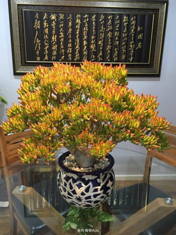 客廳見樹，家興人旺！6種“吉利樹”，好養寓意好，還能養身體