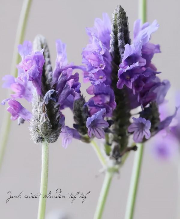 2022年最流行長春花藍,你的花園要緊追潮流嗎?看看這6種植物吧 2022年最流行長春花藍,你的花園要緊追潮流嗎?看看這6種植物吧