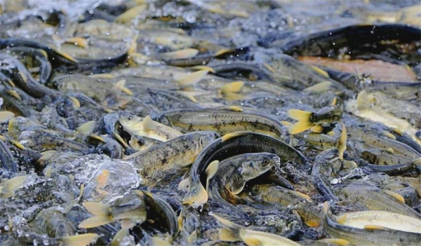 西藏羊湖8億公斤魚類氾濫成災,隨手就能撈到,為何無人敢吃? 西藏羊湖8億公斤魚類氾濫成災,隨手就能撈到,為何無人敢吃?