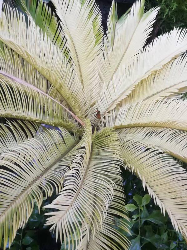 珍品蘇鐵——黃金蘇鐵，鐵樹新品種