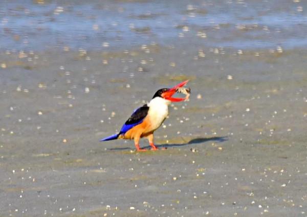 一組藍翠鳥 一組藍翠鳥