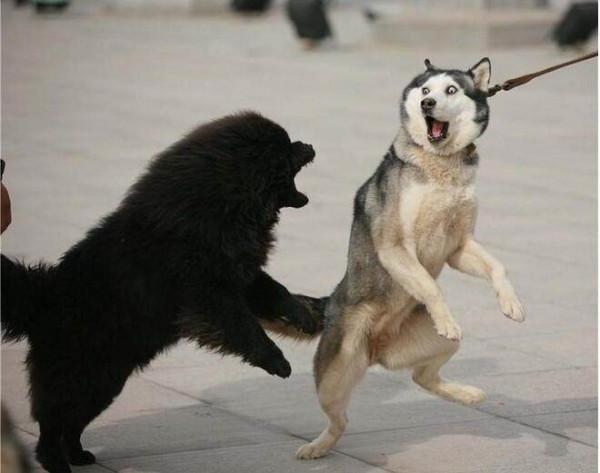 盤點最“慫”的幾種狗,不能保護主人,溜得比誰都快 盤點最“慫”的幾種狗,不能保護主人,溜得比誰都快