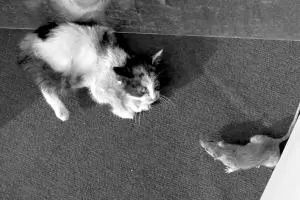 家有怪貓(上) 家有怪貓(上)