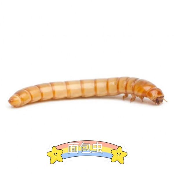 麵包蟲的各種八卦 麵包蟲的各種八卦