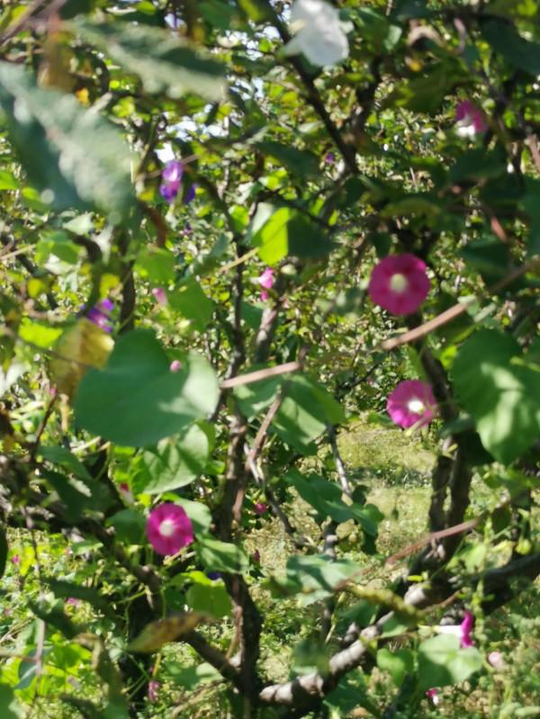 中秋前夕遊北京西山國家森林公園