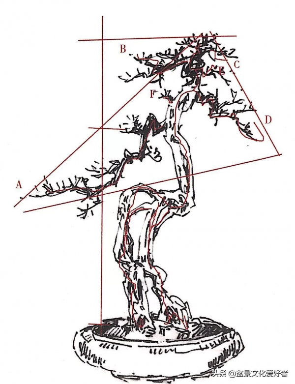 盆景造型案例：盆景製作從一張設計圖開始
