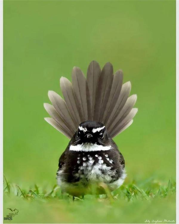 哈哈！它們可真逗