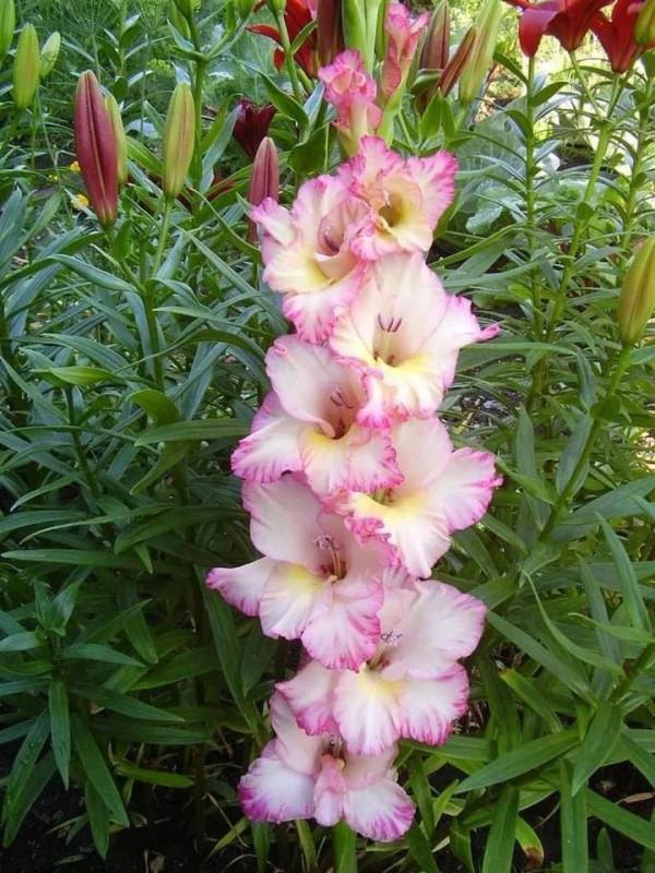 搖曳多姿的劍蘭 搖曳多姿的劍蘭