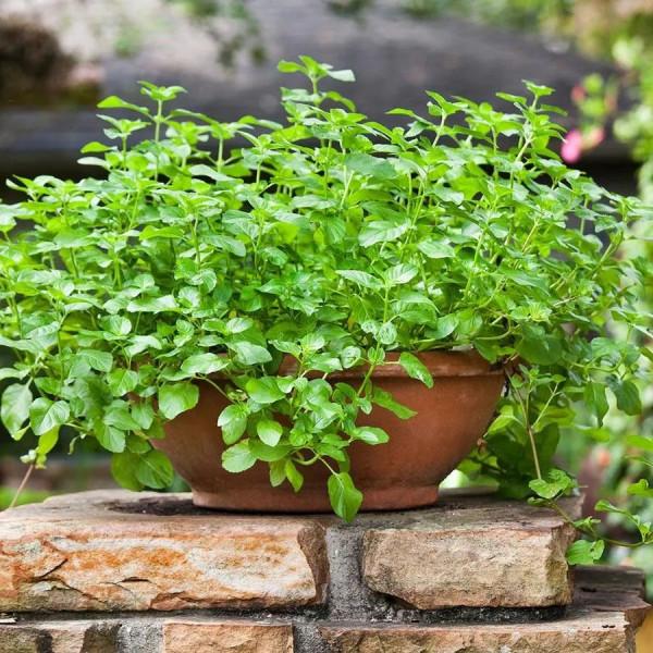 勤養魚，懶養花，家裡這些常見的盆栽綠植都要粗放養護