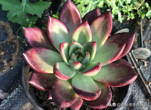 多肉羅卡是羅賓的“崽”,它紅得不是那麼純粹,但養好了會有暗紋 多肉羅卡是羅賓的“崽”,它紅得不是那麼純粹,但養好了會有暗紋