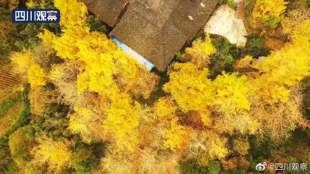 滿屏金黃太治癒!百年銀杏把秋色渲染到了極致 滿屏金黃太治癒!百年銀杏把秋色渲染到了極致