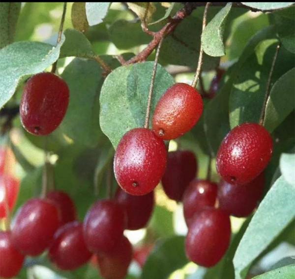 農村18種美味野果,你吃過幾種?能說出名字嗎?一起來認識下 農村18種美味野果,你吃過幾種?能說出名字嗎?一起來認識下