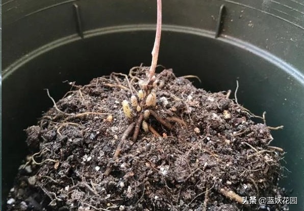 鐵線蓮早春養護攻略，做好這4件事，愛開花不立枯