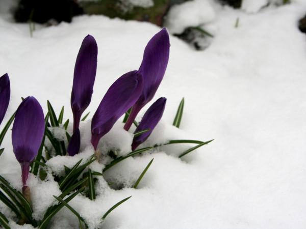 8種“漂亮花”,好看不怕冷,大雪覆蓋下,也能開大花 8種“漂亮花”,好看不怕冷,大雪覆蓋下,也能開大花