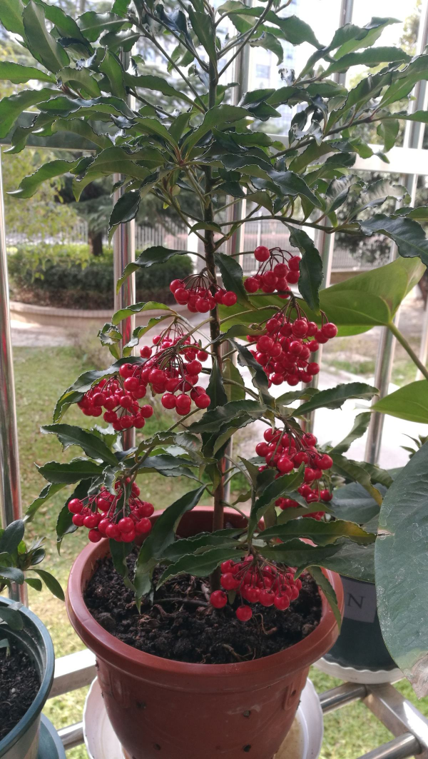 4種花是冬日裡的“開花機器”，花紅得像火，還有吉祥好兆頭