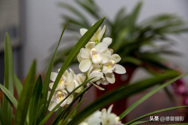 2022新春遊園&mdash;&mdash;植物園賞花