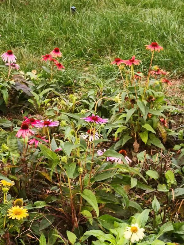 林深 （詩歌外九首）北京 張新貴