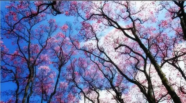 ​陽春3月，草長鶯飛！3月最值得去的12個旅行地，不需攻略，不費錢