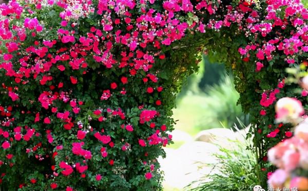 這才是院子該有的樣子！70後大叔的庭院，那叫一個漂亮，快來瞧瞧