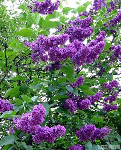 歐洲丁香花不僅香味濃郁，東北能地栽越冬，還能長成大樹