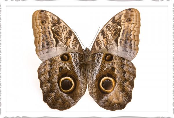 物種百科：貓頭鷹蝶