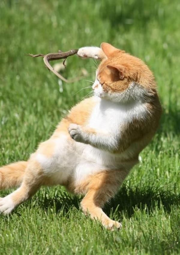 動物如此有趣和酷的一面，你見過沒？