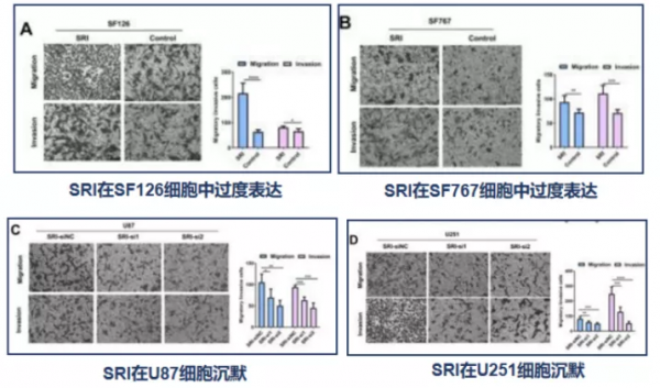 治療膠質瘤的最新藥物進展:免疫治療與精準靶向治療 治療膠質瘤的最新藥物進展:免疫治療與精準靶向治療