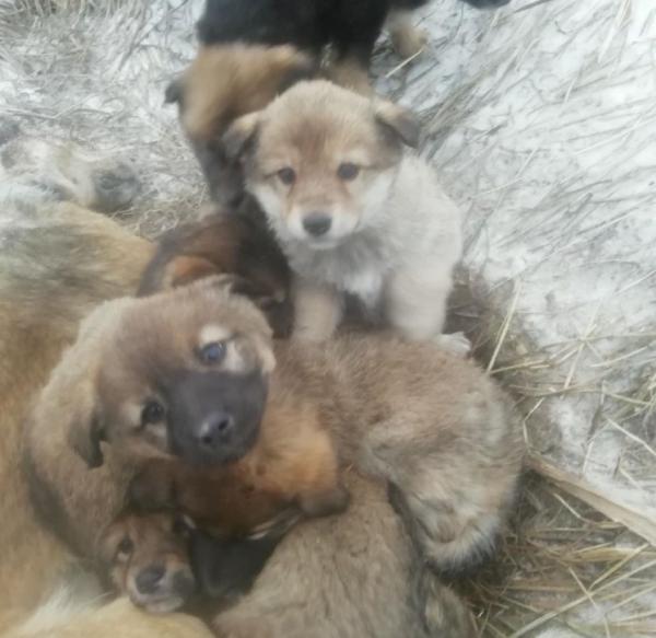 雪地裡發現1條母犬，被凍僵仍護著幼崽，讓人看了忍不住心疼