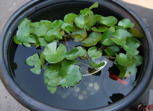 水葫蘆的秘密 水葫蘆的秘密