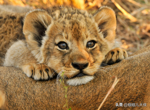 27種動物照片大集合,出生不久的小刺蝟長成這樣,大自然真神奇 27種動物照片大集合,出生不久的小刺蝟長成這樣,大自然真神奇