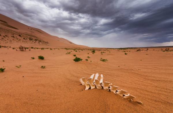 地球正在變綠？原因在中國和印度，專家卻對印度的“綠”十分擔憂