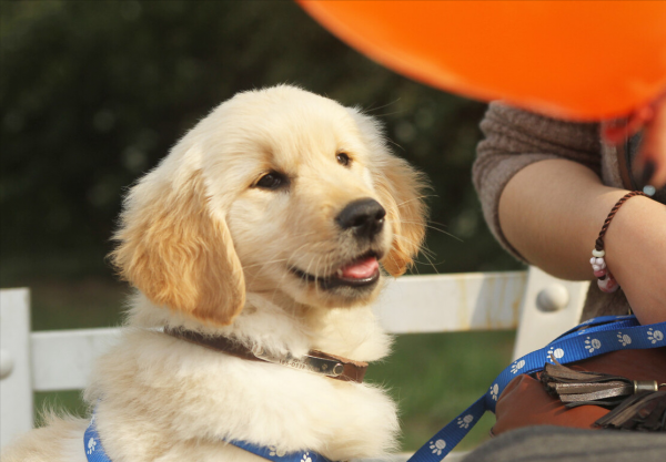 這幾種狗就是好看，但是一點都不中用，是慫狗