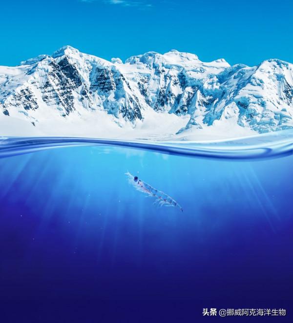 南極磷蝦：來自海洋的可持續性解決方案